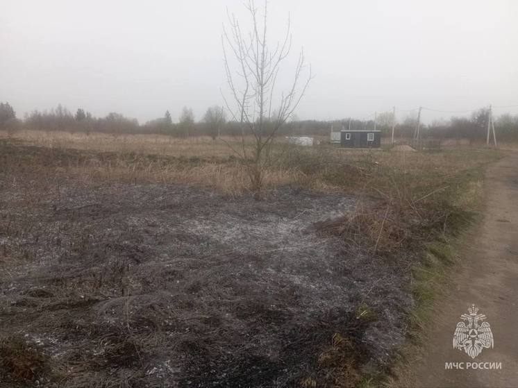 В Калининградской области задержали поджигателя травы