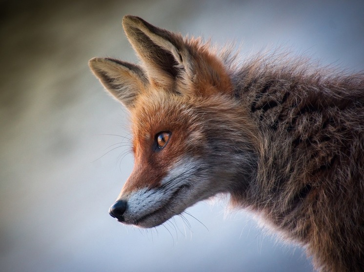 Роспотребнадзор по Югре предупреждает: лисы могут быть опасны