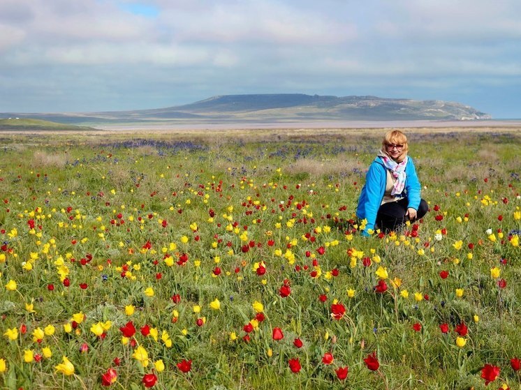 Цветок Каффы: как голландские тюльпаны произошли от крымских леле