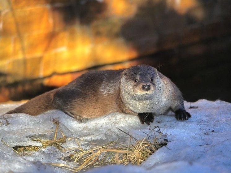 В Ленинградском зоопарке показали, как самец выдры Финик ловит весеннее солнышко