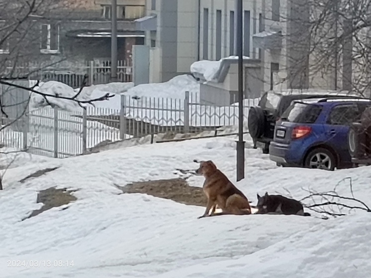 Дворовые псы до истерики напугали ребенка в Петрозаводске