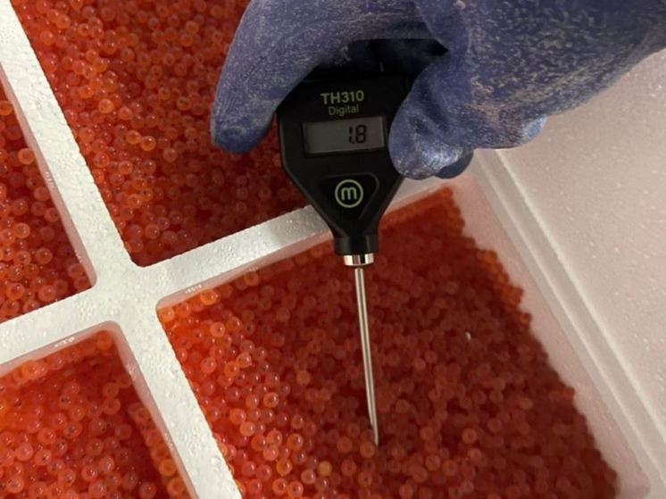 В Хабаровском крае вырастят форель из икринок, доставленных из Франции