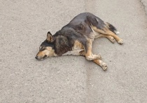 Закон об эфтаназии бездомных животных есть только в Оренбургской области