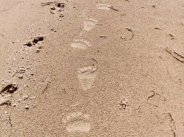 В Ленобласть пришла весна: в заказнике региона заметили следы босых ног на песке