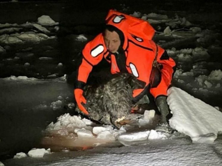 Уфимские спасатели не дали утонуть собаке