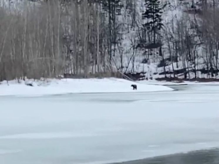 В национальном парке «Башкирия» из спячки вышел первый медведь