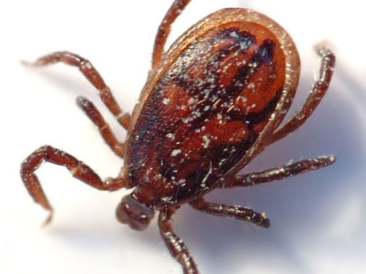 В Подмосковье начинается сезон клещей