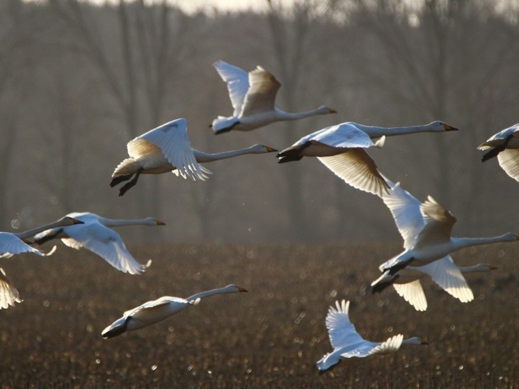 Лебеди-кликуны прилетели в Кольское Заполярье
