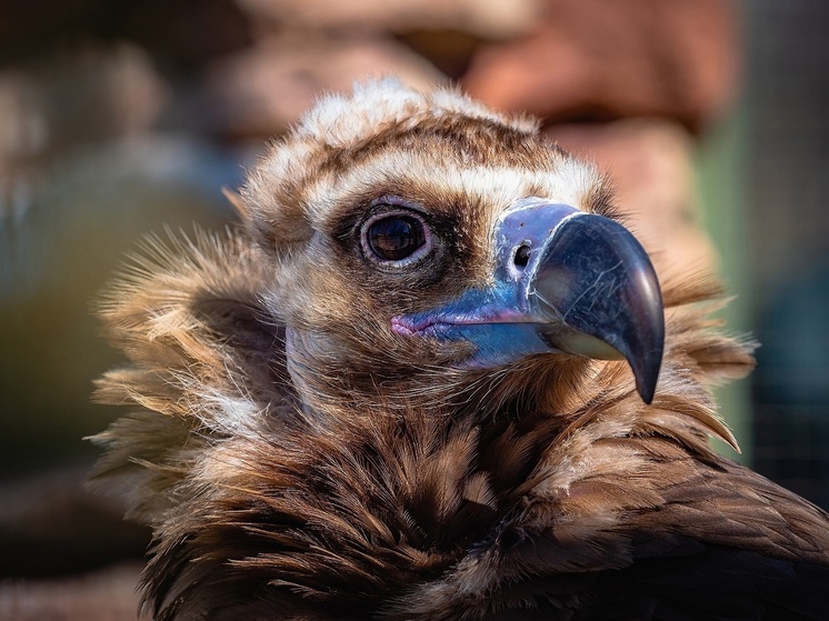 Красноярский зоопарк показал своих птиц в честь международного праздника