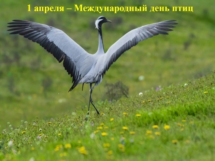 Калмыцкие экологи отметили Международный день птиц