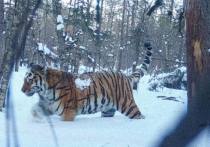Накануне стало известно, что тигр побывал в селе Беневское Лазовского округа