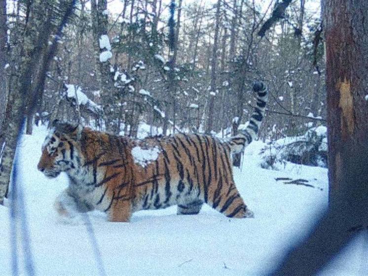 Конфликтного тигра отловят возле приморского села
