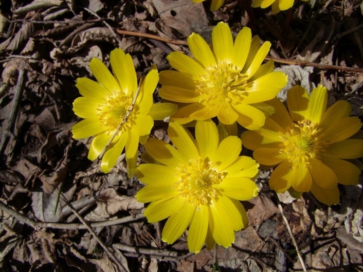 В Хабаровском крае замечены первоцветы адонисы
