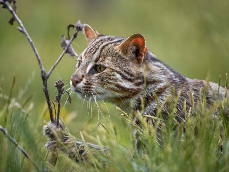 Лесные коты обосновались на территории Муравьевского парка в Приамурье