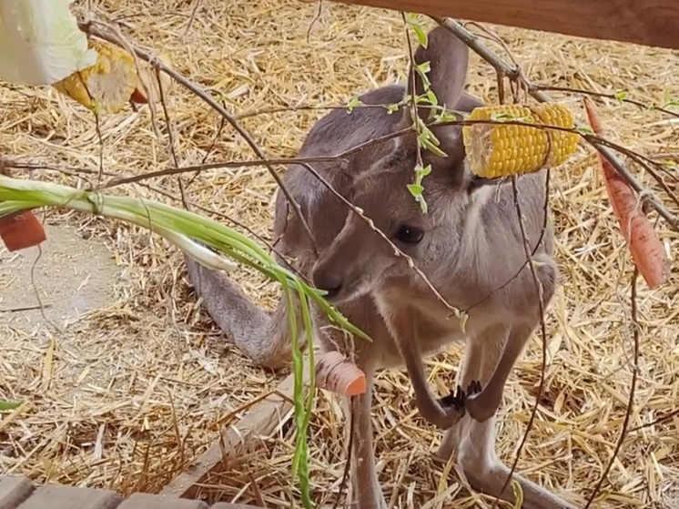 В зоопарке в Омской области для кенгуру строят новый вольер