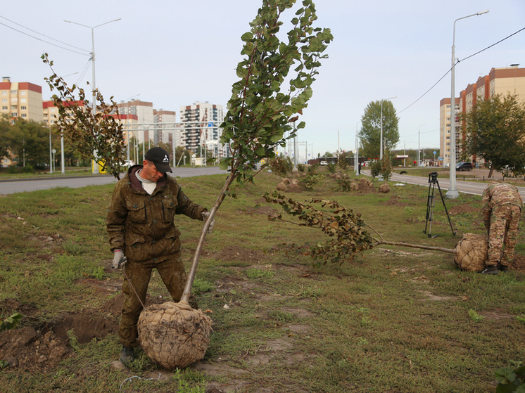 В Воронеже назвали первоочередные скверы для посадки деревьев