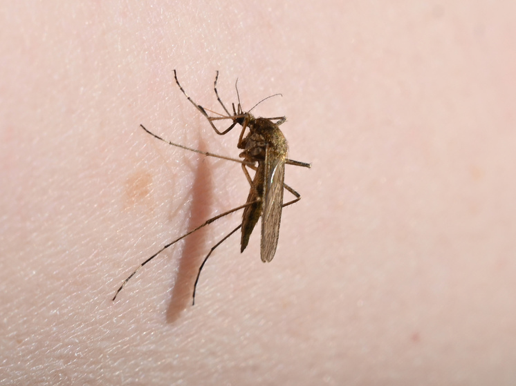 Московские врачи вылечили пациента с лихорадкой Западного Нила