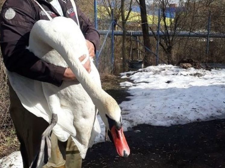 Раненого лебедя спасли жители Дмитрова от браконьеров