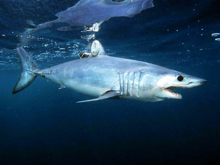 Туристов Хургады предупредили о появлении в водах акул-мако