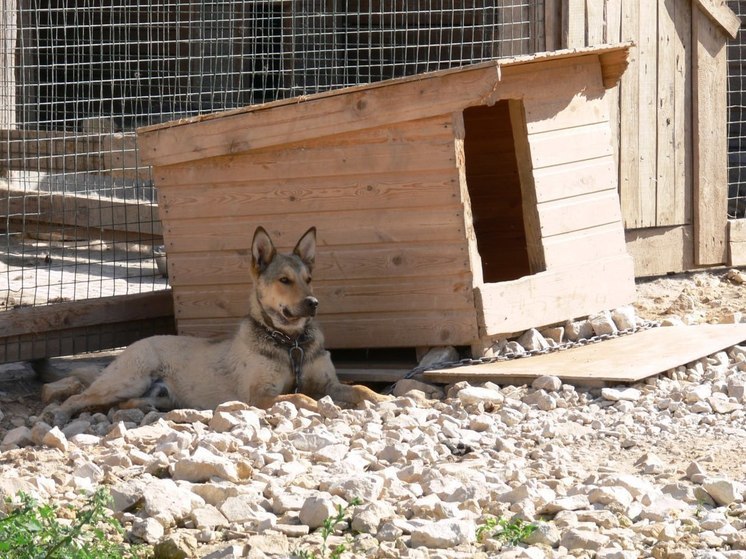 Ветеринар Гольнева рассказала, как защитить собак от догхантеров