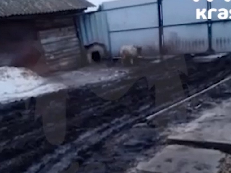 В Красноярском крае девочке отправили видео убийства ее собаки