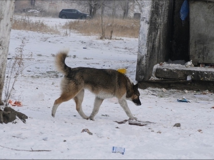 Щеглова поддержала закон об эвтаназии собак из-за мест в приюте в Чите