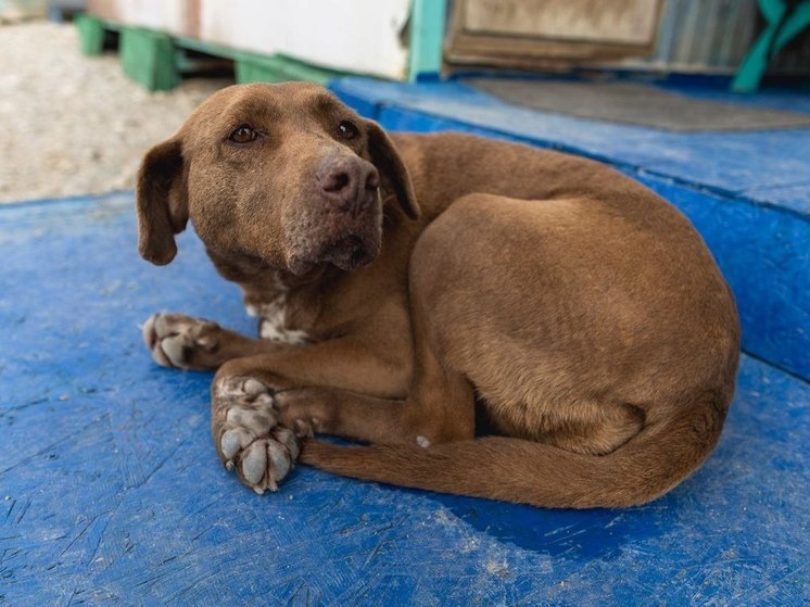 Аэропорт Сочи ищет человека, который доставит собаку в Новосибирск