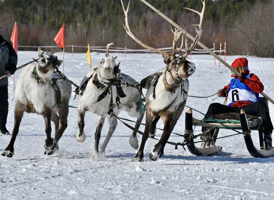 В Ловозере Мурманской области прошли зрелищные гонки на оленьих упряжках 