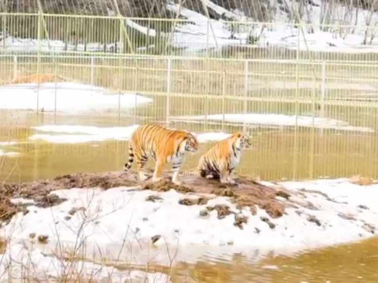 В Клину затопило парк с животными из-за разлива реки