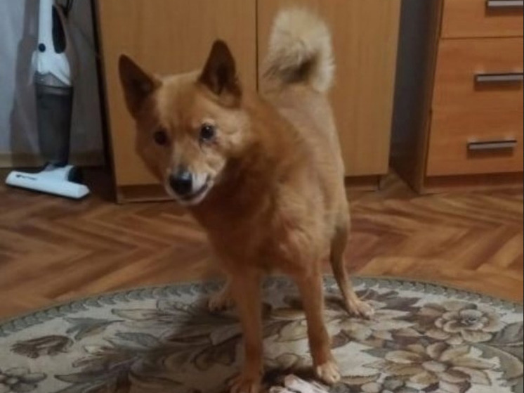 Полицейские в Карелии нашли сбежавшую от хозяина собаку