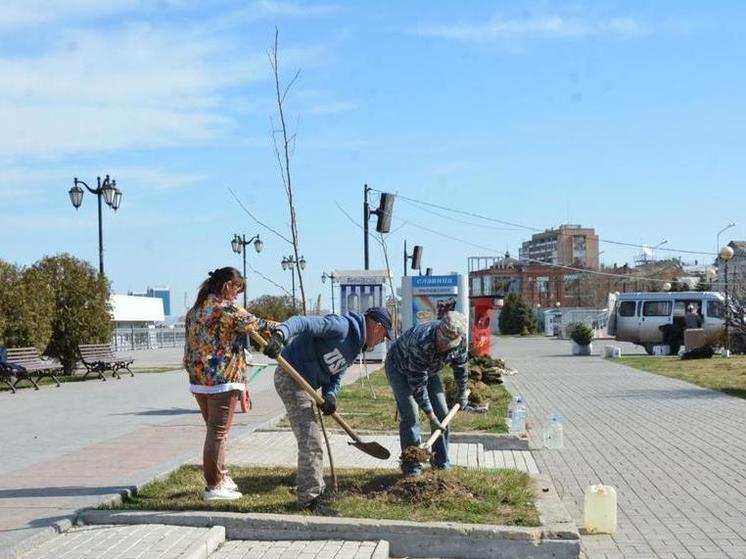 В Астрахани на центральной набережной появилось 15 новых деревьев