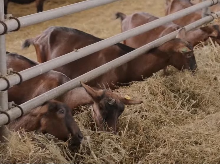 О работе крупнейшей козьей фермы и сыроварни в Херсонской области
