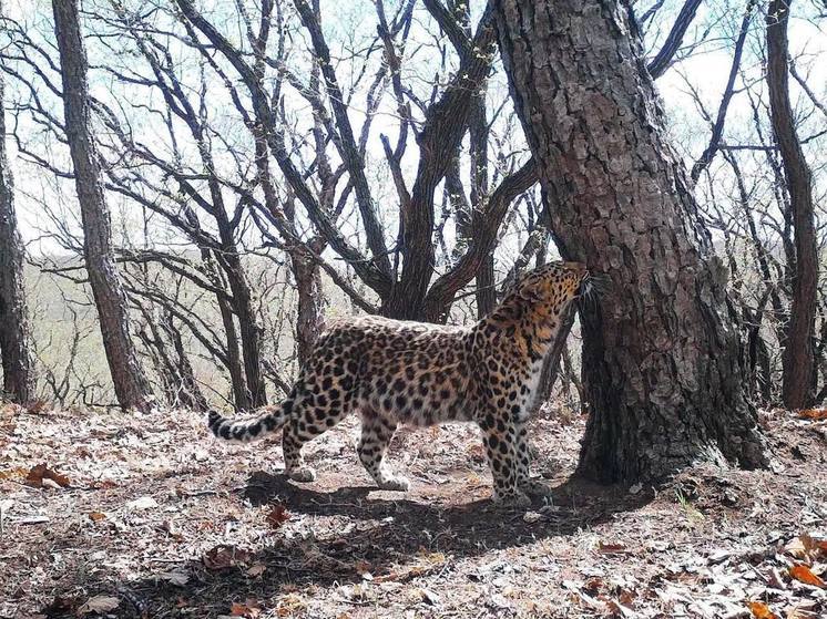 Дальневосточный леопард продемонстрировал самые интимные моменты своего туалета на камеру