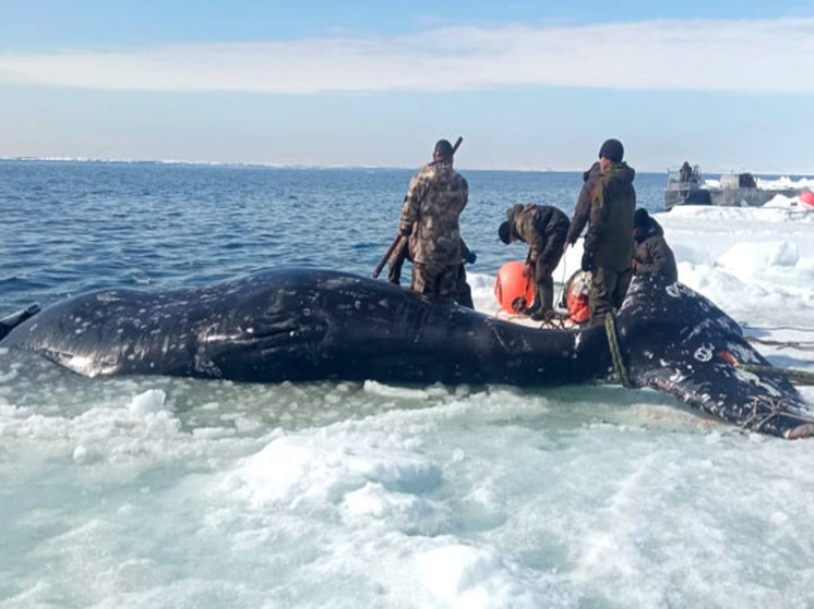 До 140 китов смогут добыть морзверобои Чукотки в этом году