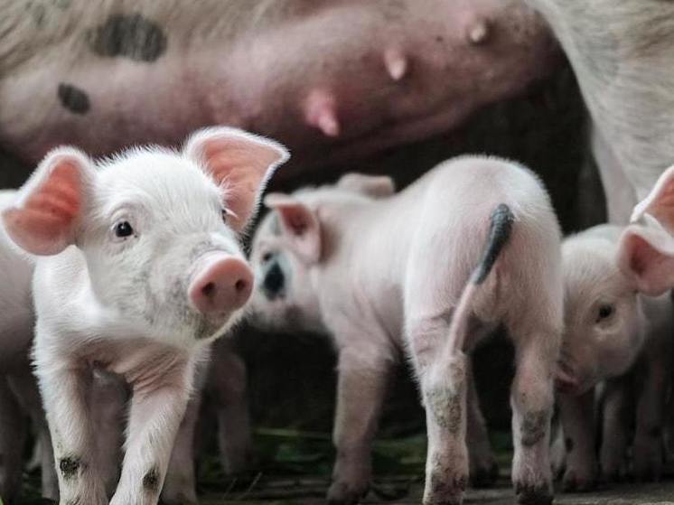 Свинокомплекс Сибагро в Бурятии оштрафовали за порчу земель