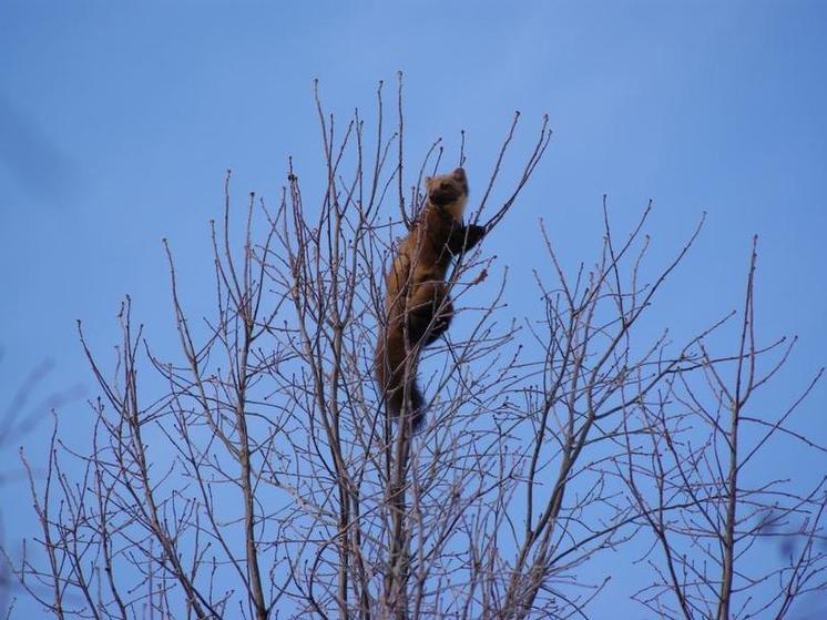 В Ярославле обнаружили на дереве зверька, который не понравился местным воронам