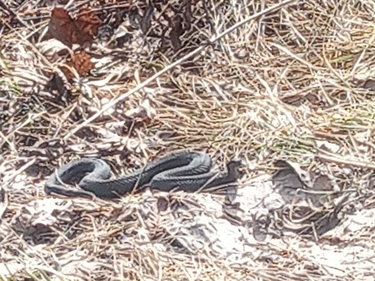 В апреле в Рязанской области проснулись змеи