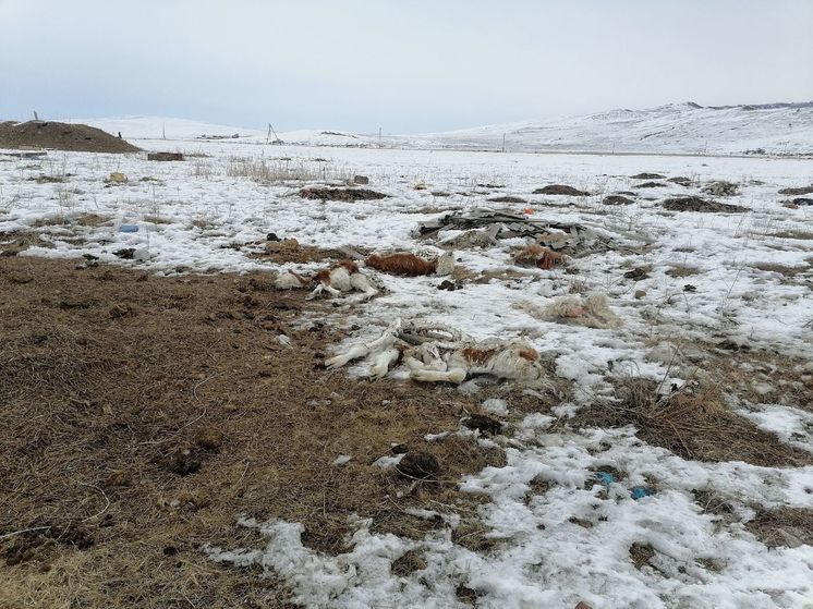 В Бурятии в двух селах неизвестные выбросили 60 трупов КРС, лошадей, баранов и собак