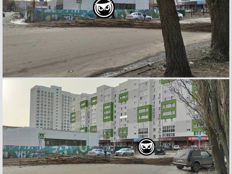 Проезд на улице Одесской в Пензе перегородило упавшее дерево