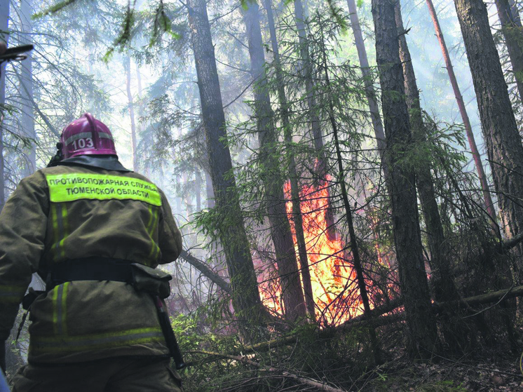 В лесах Тюменской области начнет действовать пожароопасный сезон