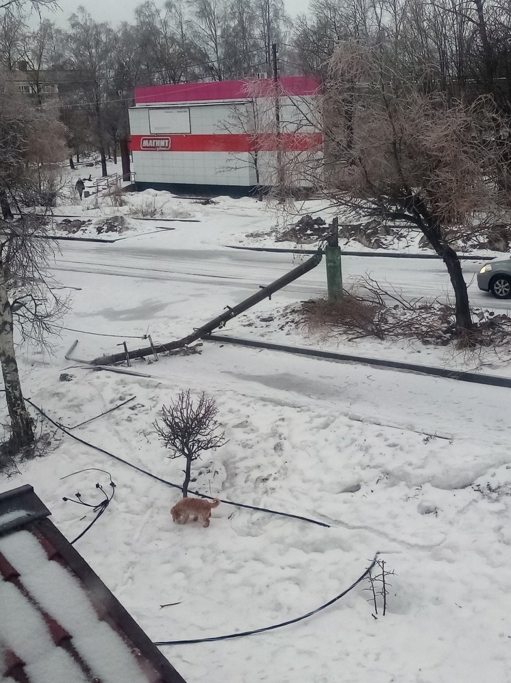 Ледяной дождь обрушил столбы и деревья в Карелии