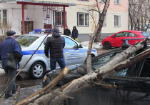 Как стало известно «МК», в 11 часов дерево упало на два автомобиля на бульваре Матроса Железняка
