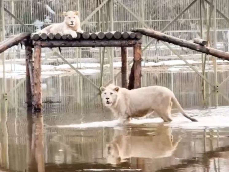 МЧС и другие спецслужбы контролируют ситуацию в парке львов