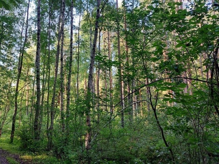 Эксперты оценят состояние всех лесов Новгородской области