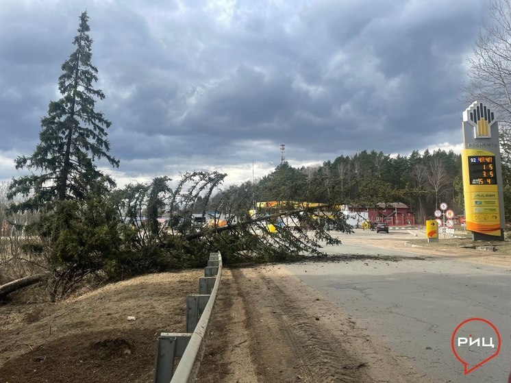В Калужской области из-за сильного ветра упали несколько деревьев