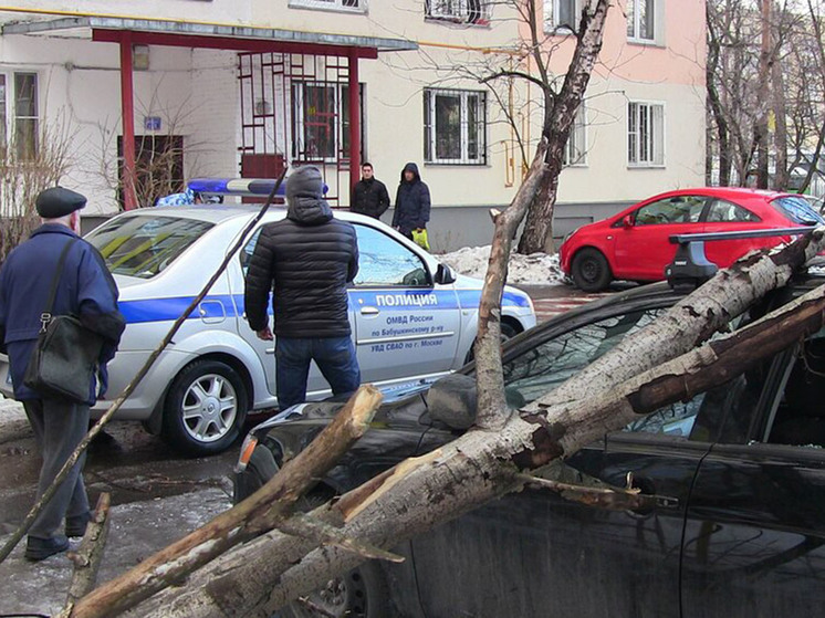 Несколько случаев падения деревьев зафиксировано в Москве в среду днем