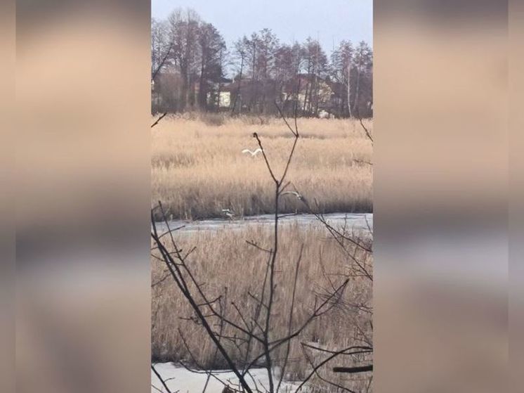 В Пензенской области заметили 6 вернувшихся домой цапель