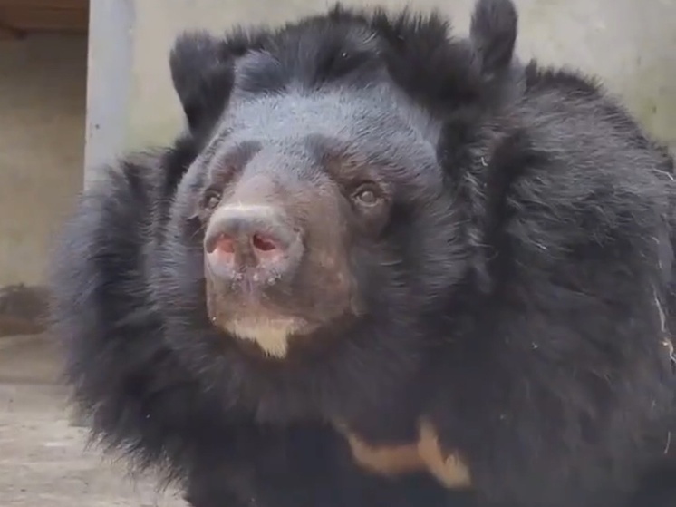 В Ростовском зоопарке из спячки вышла гималайская медведица
