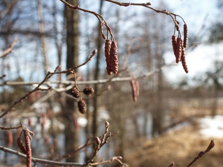 В Подмосковье составили список арендаторов-должников лесных участков