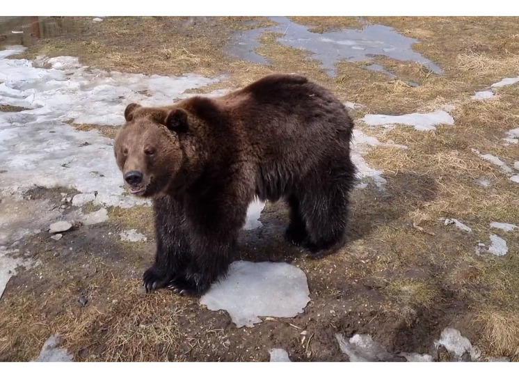 В Ярославском зоопарке проснулись медведи